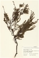 藏品(帚石楠)的圖片